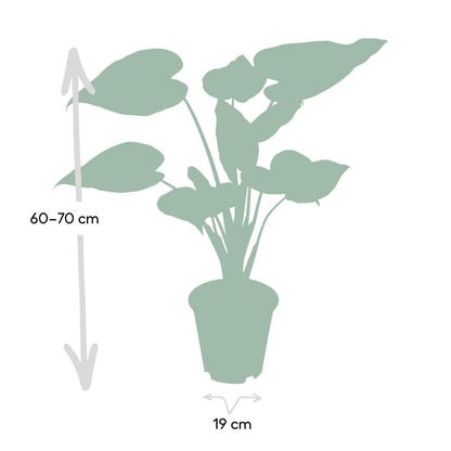 Alocasia Olifantsoor kamerplant Ø19cm ↕ 55cm