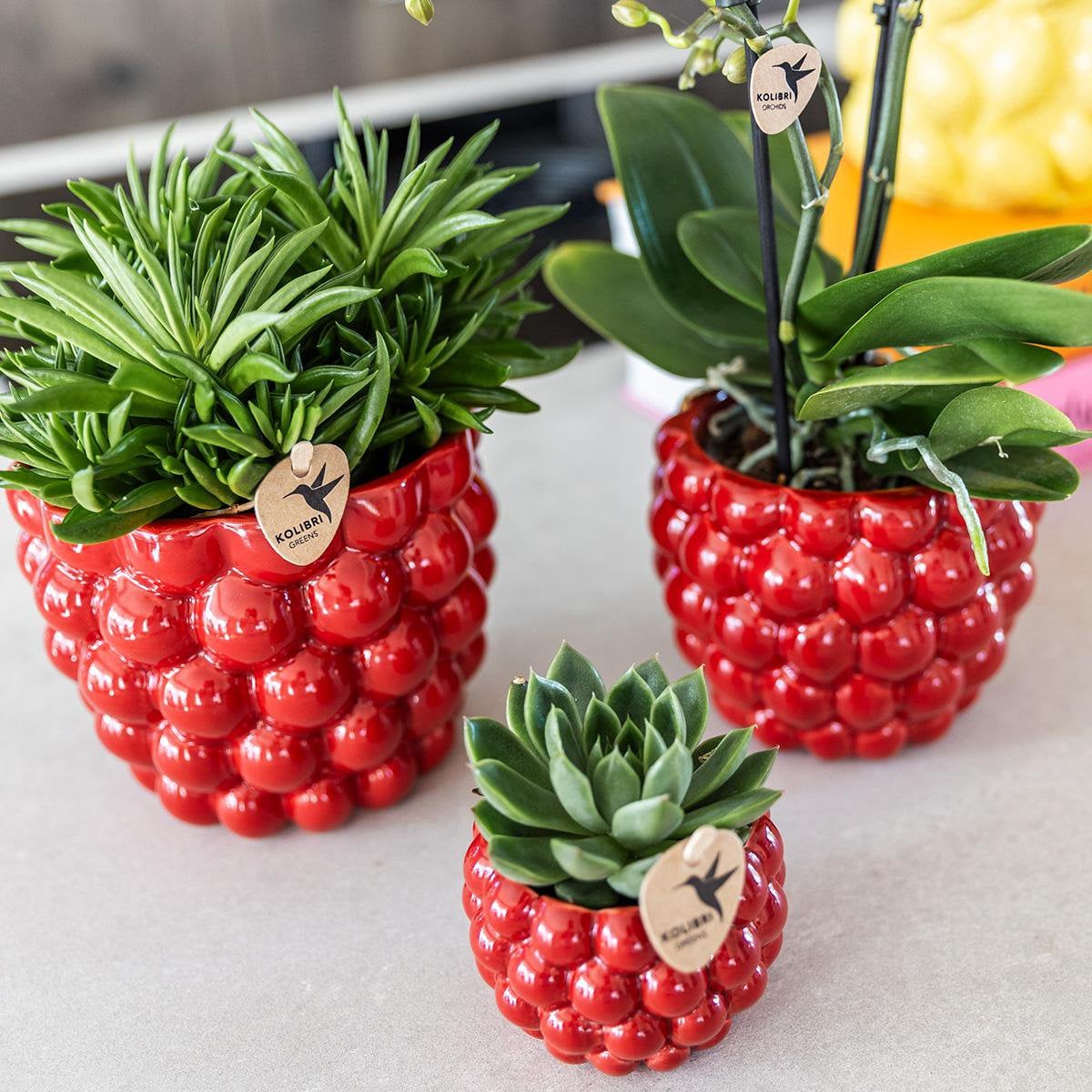 Plantenpot keramiek 12 cm rood