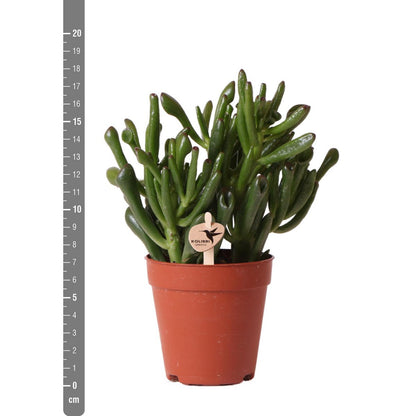 Kamerplant Succulent Crassula Hobbit Ø9 cm