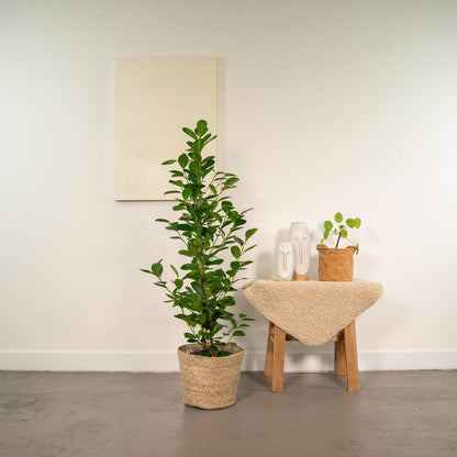 Ficus microcarpa moclame 95cm Ø21cm met mand