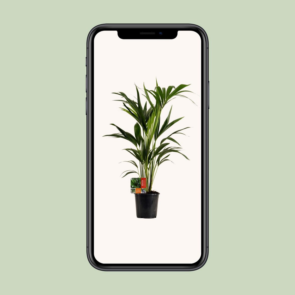 Kamerplant Kentia 100 cm potmaat 19 cm