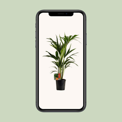 Kamerplant Kentia 100 cm potmaat 19 cm