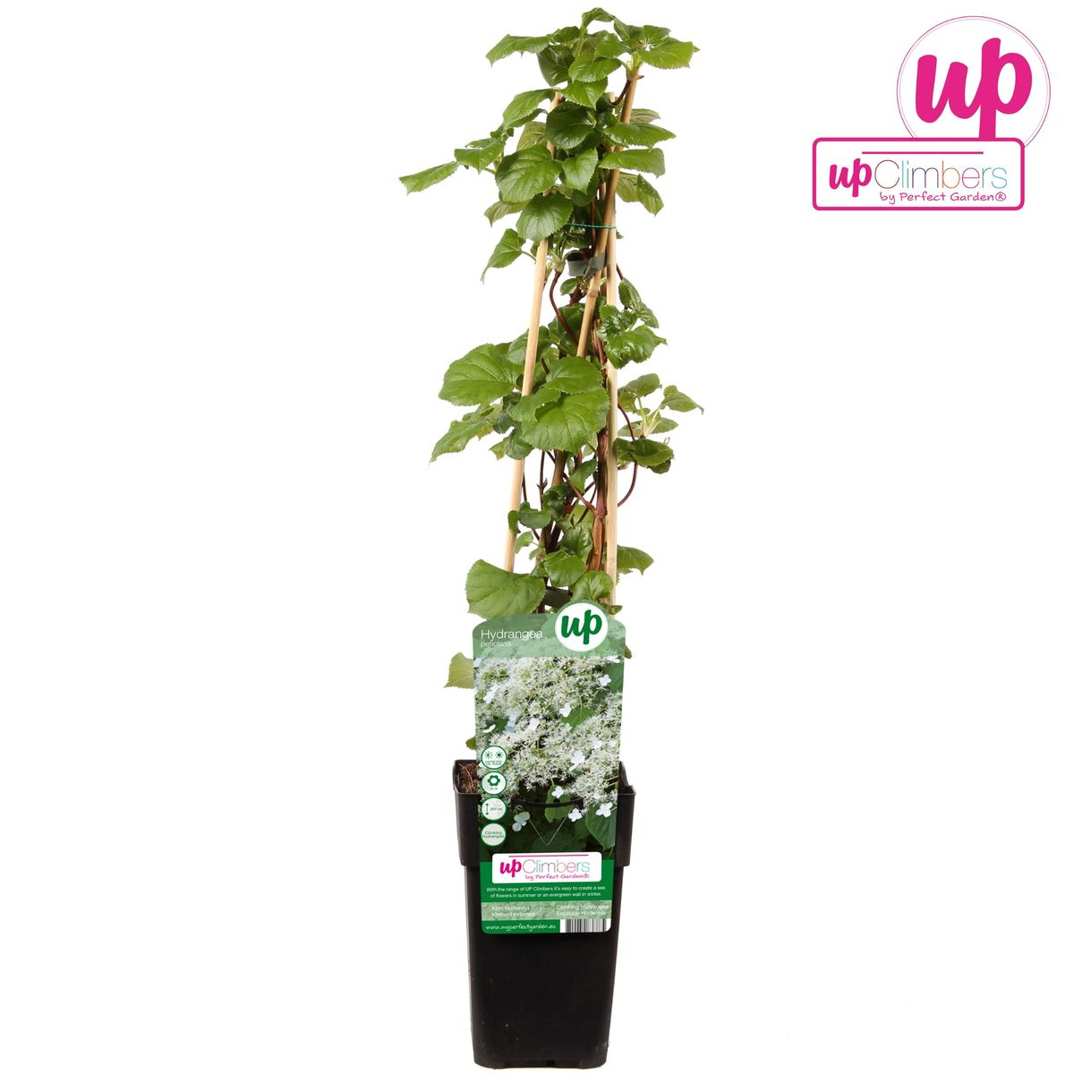 Hydrangea Petiolaris - Klimhortensia - Ø15cm - ↕65cm