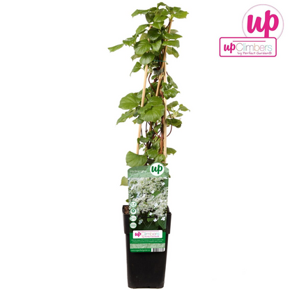 Hydrangea Petiolaris - Klimhortensia - Ø15cm - ↕65cm