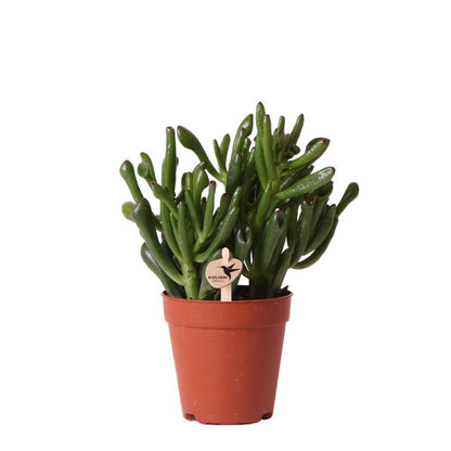 Kamerplant Succulent Crassula Hobbit Ø9 cm