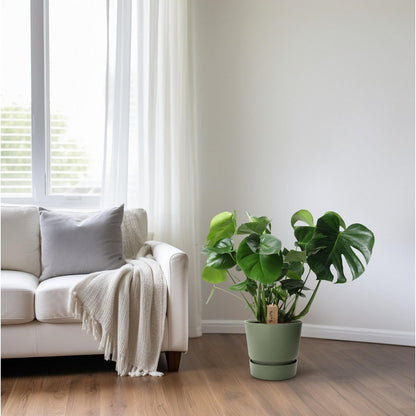 Kamerplant Monstera 60 cm potmaat 21 cm