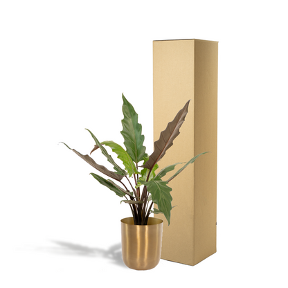 Alocasia Lauterbachiana 80cm Ø19cm pot goud