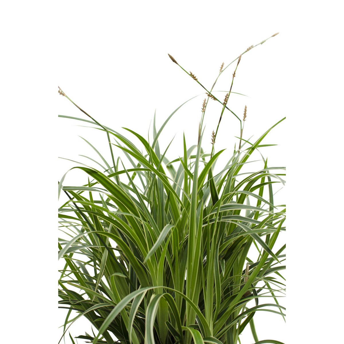 Siergras 3x Carex Morrowii 'Ice Dance' 30cm Ø14cm