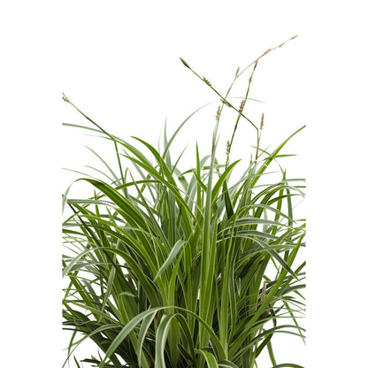Siergras 3x Carex Morrowii 'Ice Dance' 30cm Ø14cm