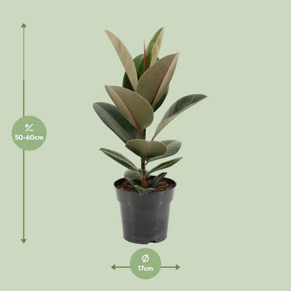 Ficus stevige elastiek - Ø17cm - ↕55cm