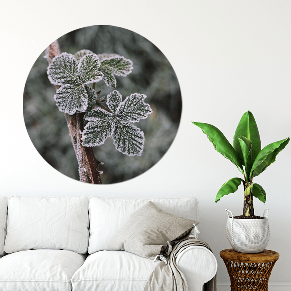 Wall circle frost plant