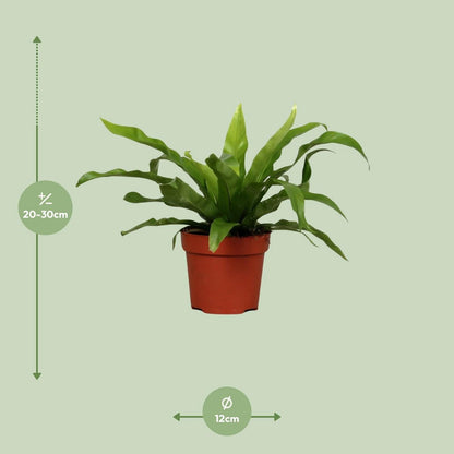 Kamerplant Asplenium oud Ø12cm ↕25cm