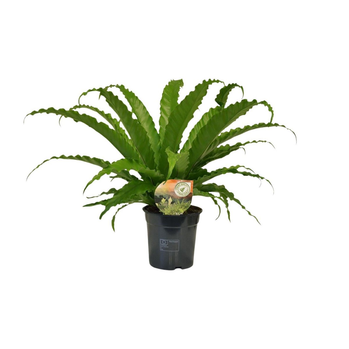 Asplenium Osaka plant Ø17cm ↕40cm