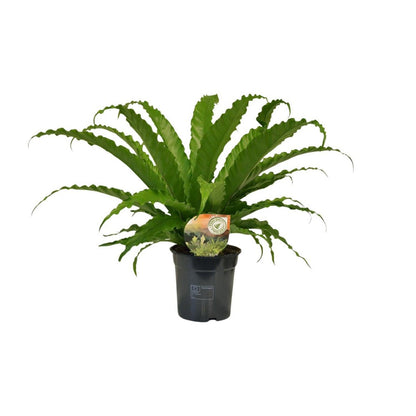 Asplenium Osaka plant Ø17cm ↕40cm