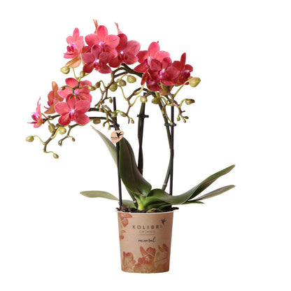 Orchidee Phalaenopsis rood Ø9 cm 2-3 takken