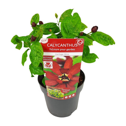 Calycanthus struik 19 cm pot karmijnrood