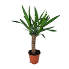 Yucca - Ø5.5" - ↕23.5"