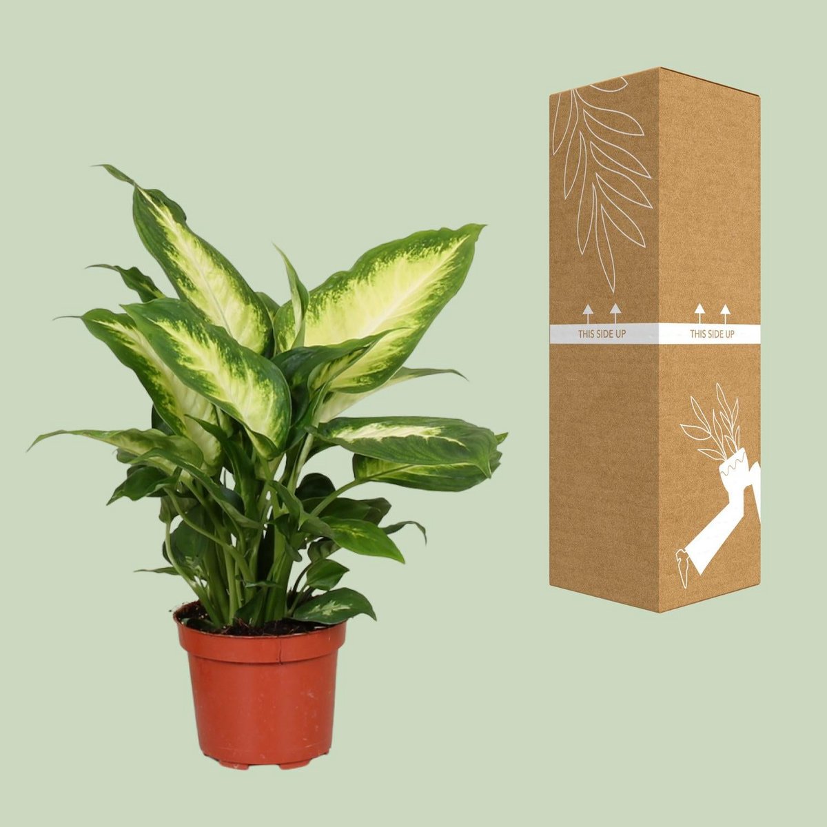 Kamerplant Dieffenbachia Camilla Ø12cm 35cm