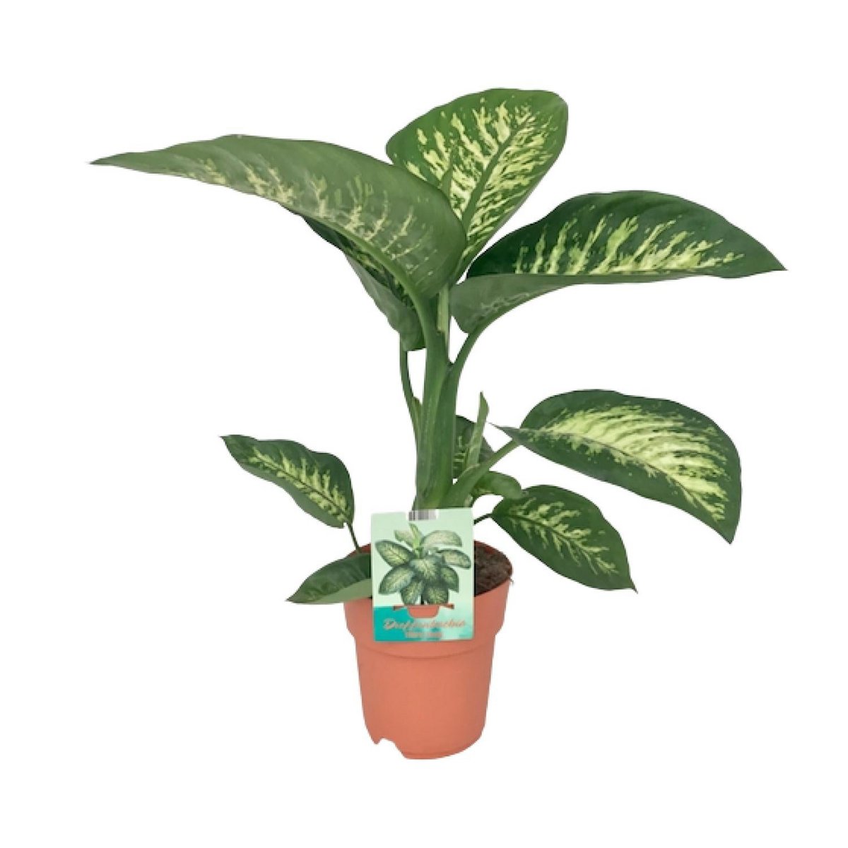 Diefeffenbachia Seguine Tropic Snow - Ø19cm - ↕70cm