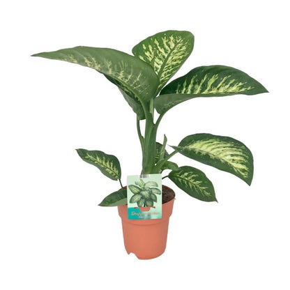 Diefeffenbachia Seguine Tropic Snow - Ø19cm - ↕70cm