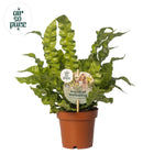 Asplenium crispy wave - Ø12cm - ↕25 cm