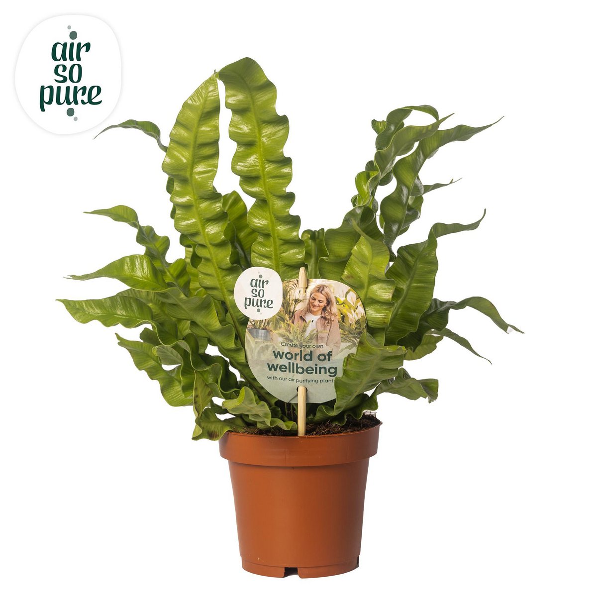 Asplenium crispy wave - Ø12cm - ↕25 cm