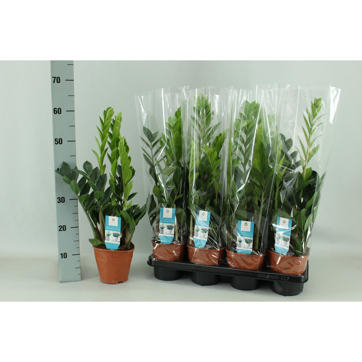 Zamioculcas kamerplant 65cm potmaat Ø14cm