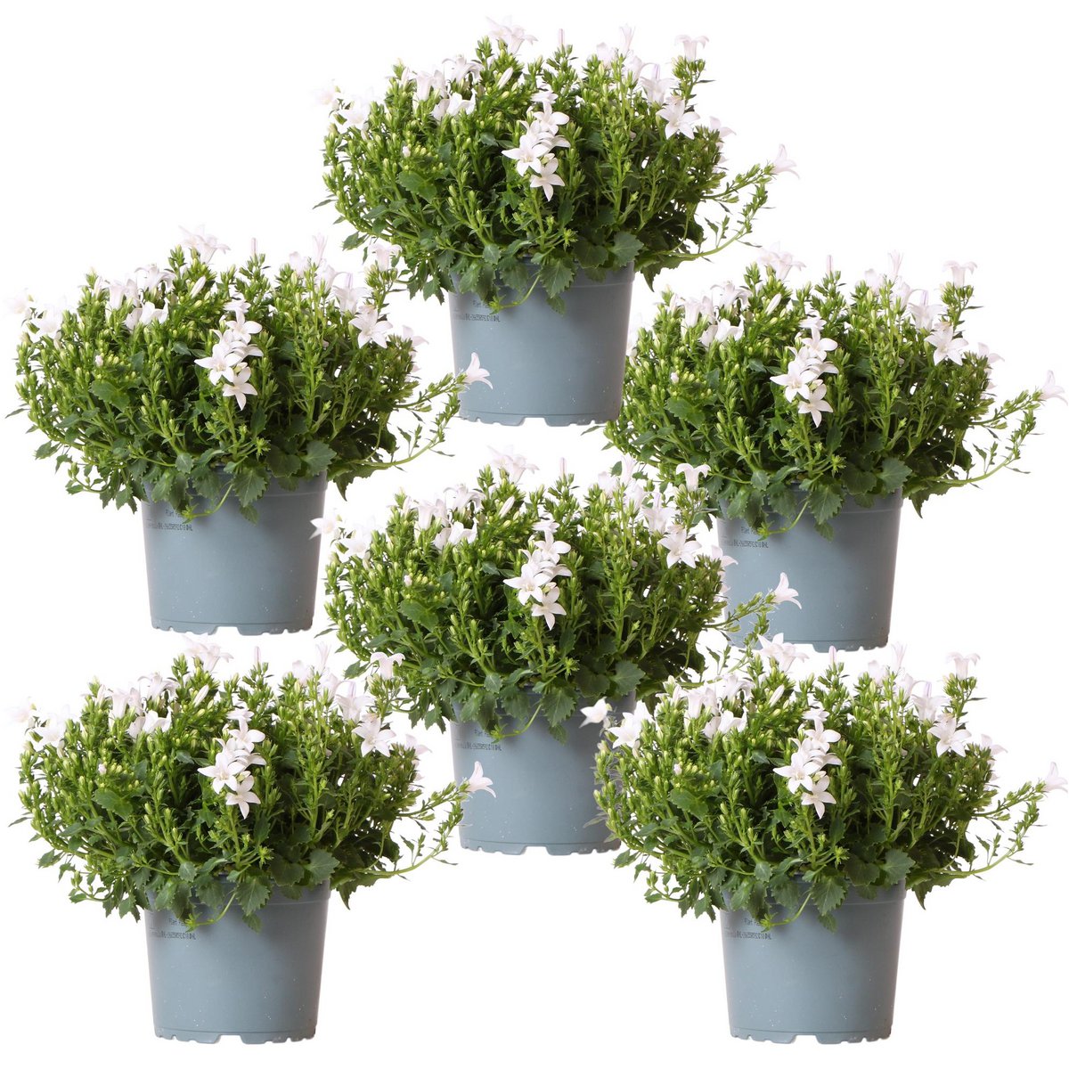 Campanula White Bellflower | 6 Pieces | Pot size 12cm | Ground cover 1m²