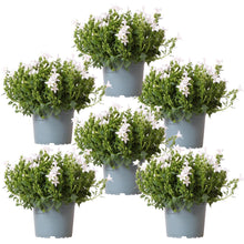 Campanula White Bellflower | 6 Pieces | Pot size 12cm | Ground cover 1m²