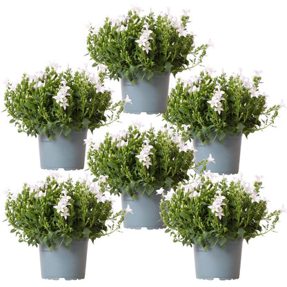 Campanula White Bellflower | 6 Pieces | Pot size 12cm | Ground cover 1m²