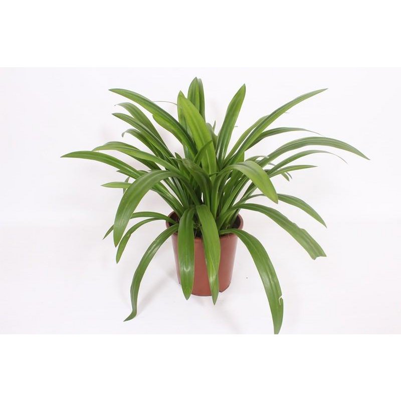 Hymenocallis aantrekkelijk Ø27cm 80cm