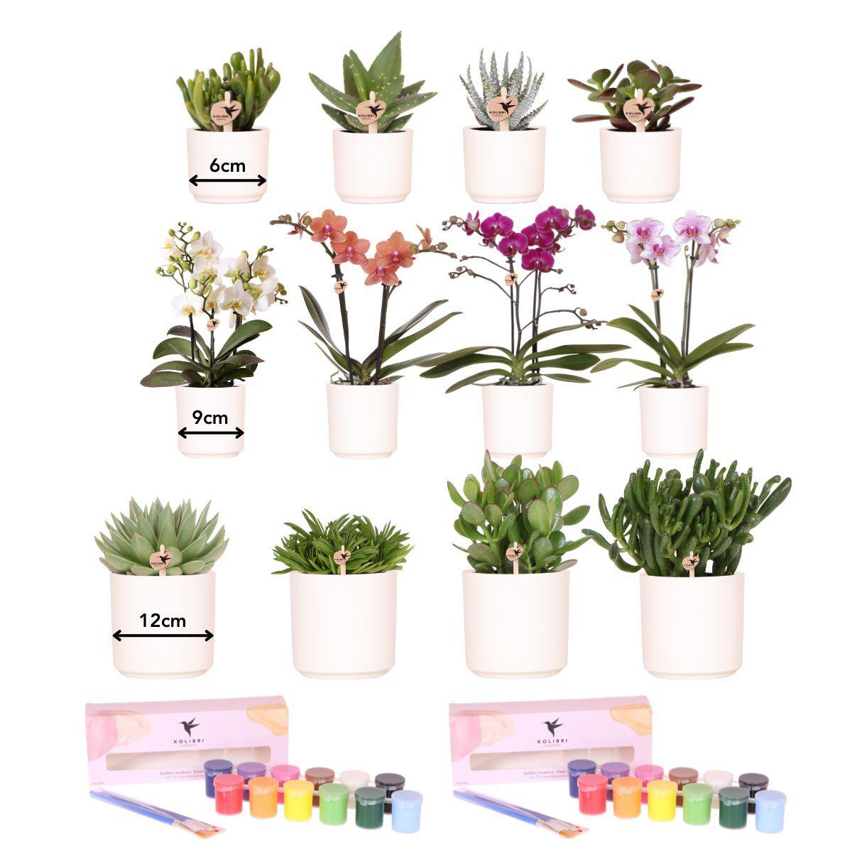 Creatief Verfpakket voor 12 Bloempotten | DIY Groepsactiviteit