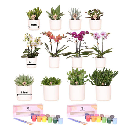 Creatief Verfpakket voor 12 Bloempotten | DIY Groepsactiviteit