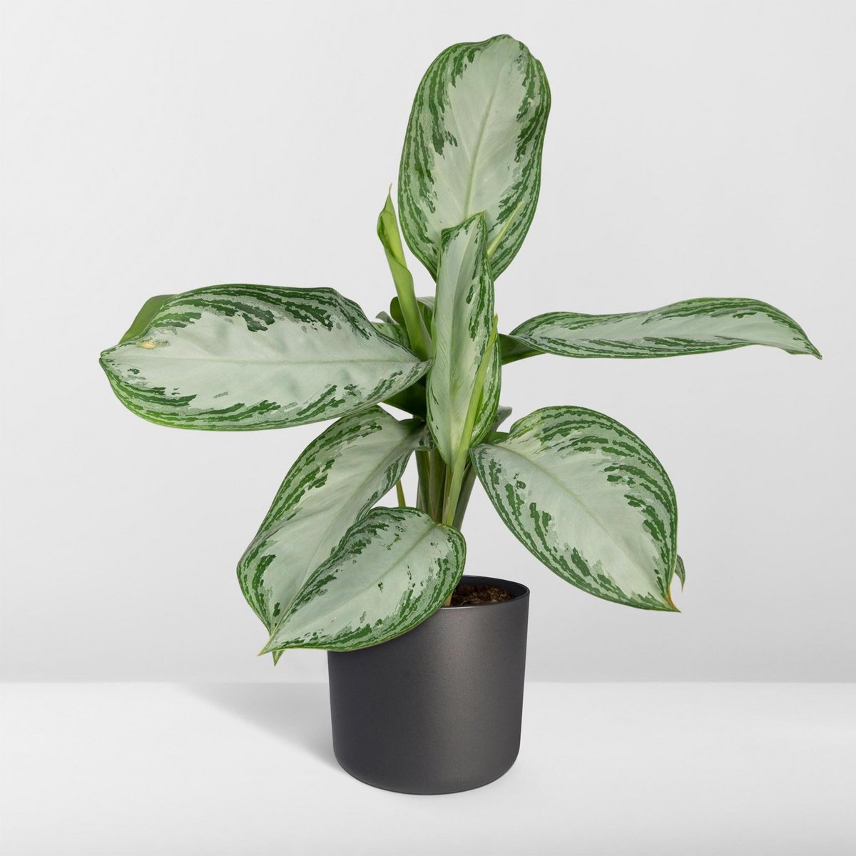 Aglaonema Silver Bay - Ø17cm - ↕55cm
