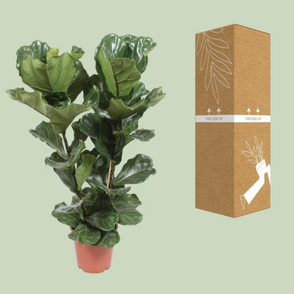 Ficus Lyrata kamerplant 100 cm