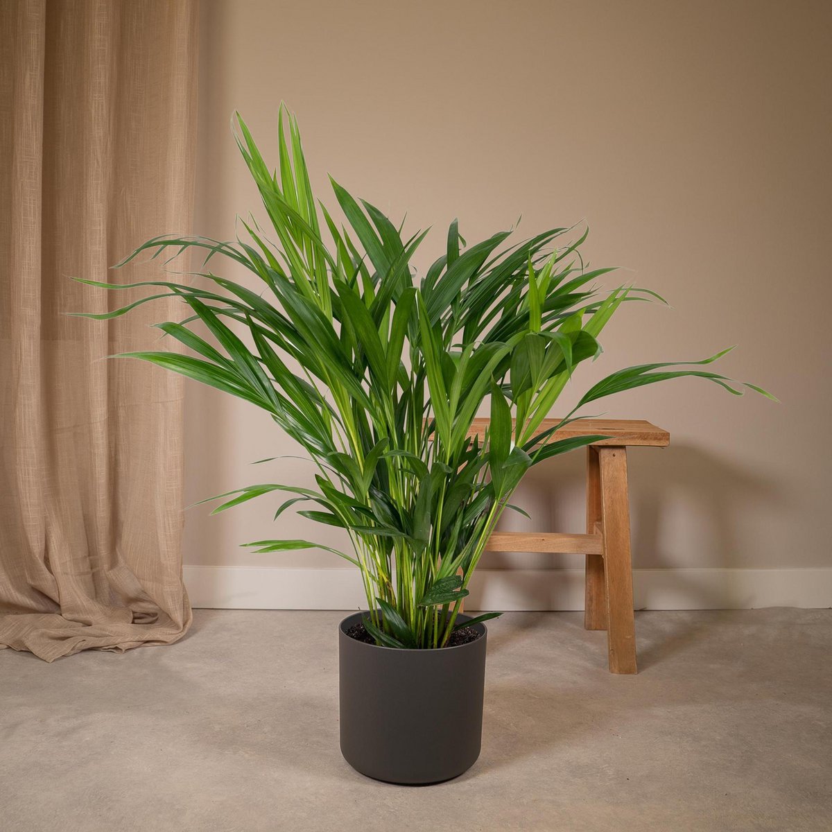 Areca Palm Dypsis Lutescens Ø17cm 60cm