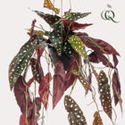 Kunstplant Begonia Maculata 80 cm