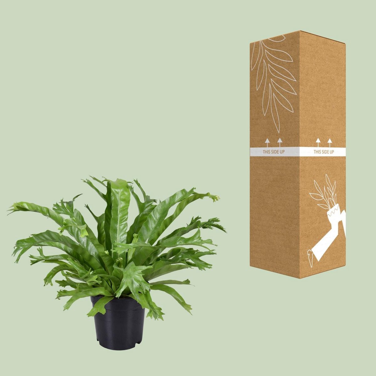 Vogelnestvaren Asplenium nidus Crissie pot 17 cm