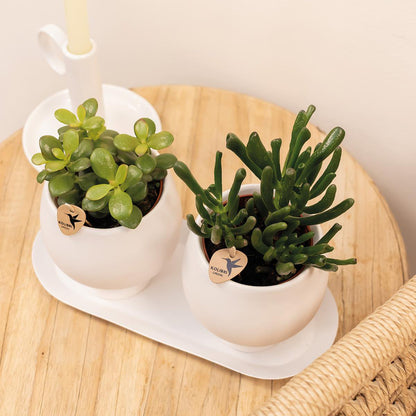 Oval Metal Tray for Decoration and Plants
