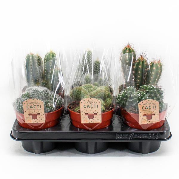 Cactus mix 6 stuks Ø12 cm ↕20 cm