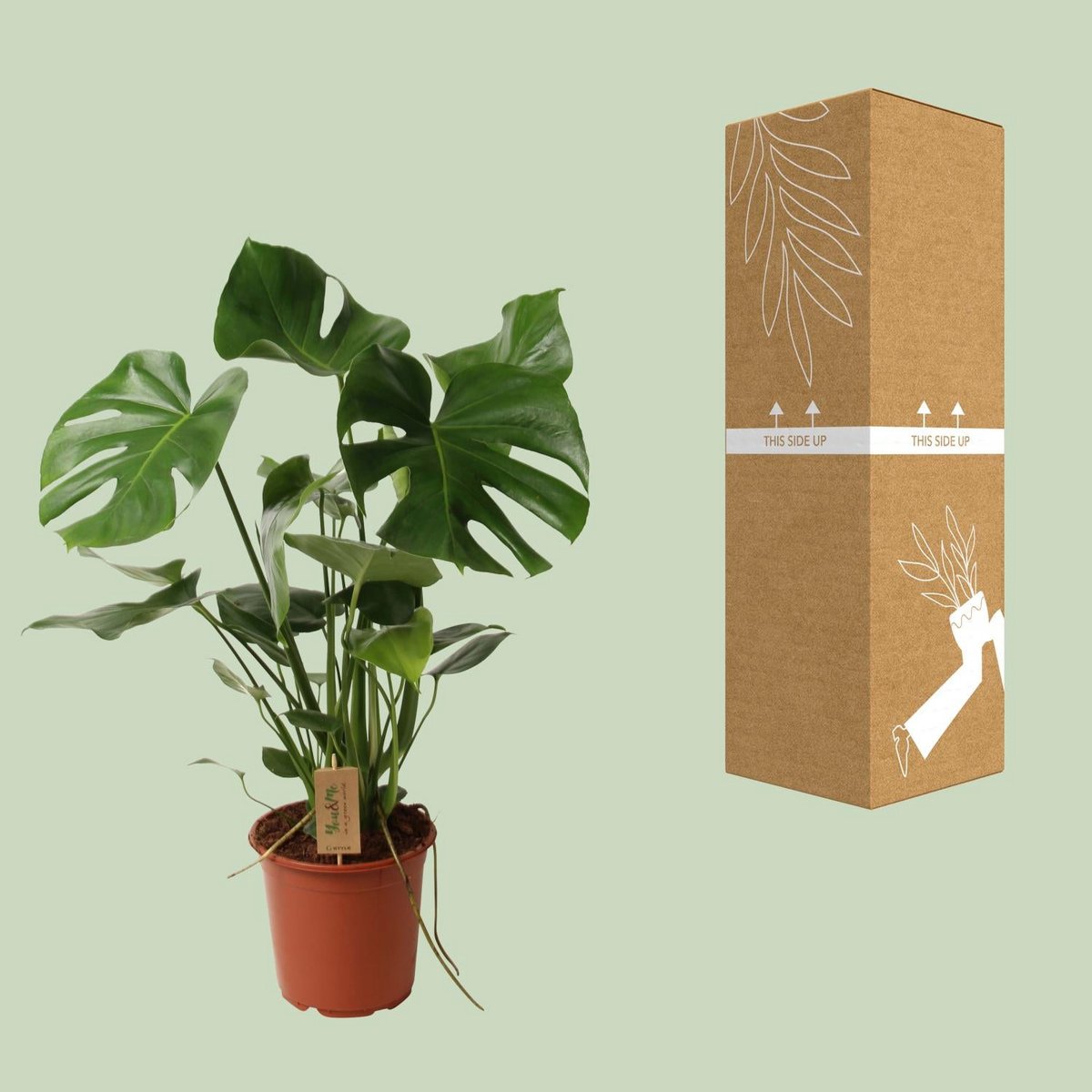 Kamerplant Monstera Ø21cm 55cm