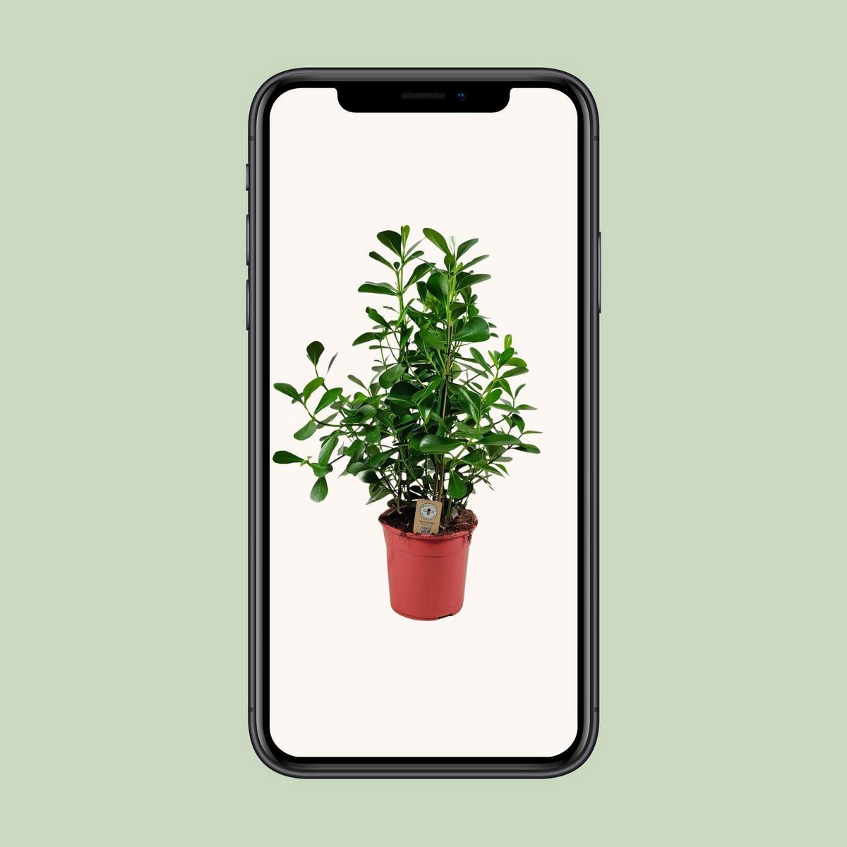 Clusia Rosea Green Magic Kamerplant Hoogte 90 Cm Pot 27 Cm