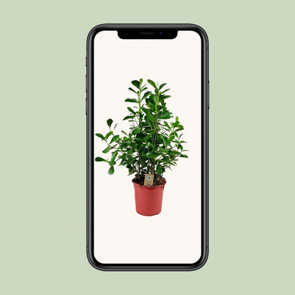 Clusia Rosea Green Magic Kamerplant Hoogte 90 Cm Pot 27 Cm