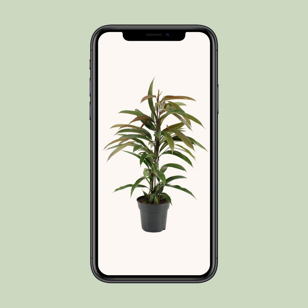 Kamerplant Ficus Binnendijkii Amstel King 70cm potmaat Ø17cm