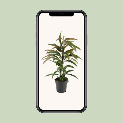 Kamerplant Ficus Binnendijkii Amstel King 70cm potmaat Ø17cm