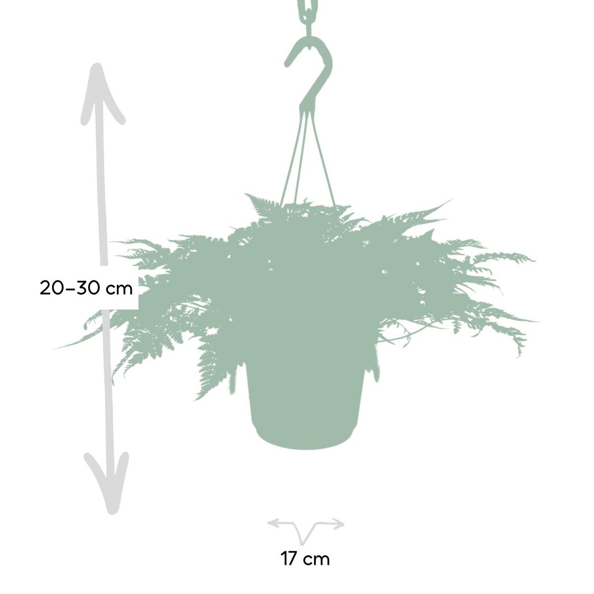 Hazenpootvaren hangplant Ø17cm ↕20cm