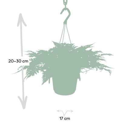 Hazenpootvaren hangplant Ø17cm ↕20cm