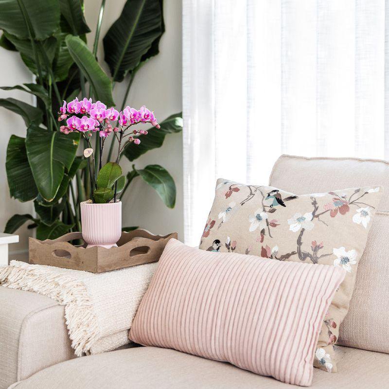 Plantenset met roze Phalaenopsis orchidee en Rhipsalis in sierpotten op dienblad