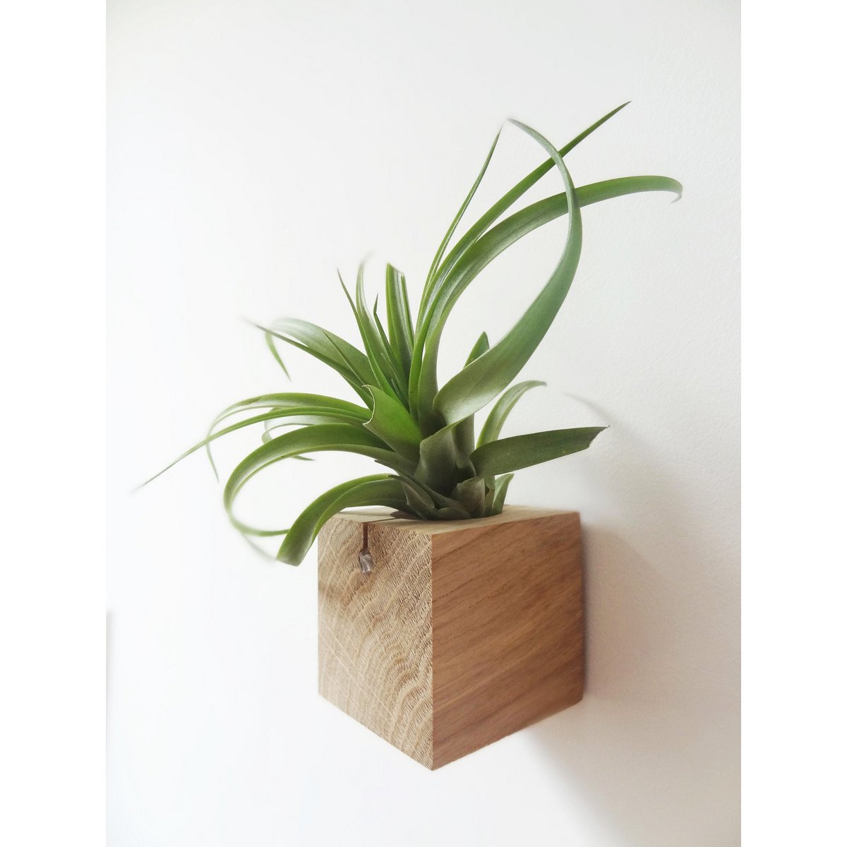 Houten luchtplanthouder kubus 6x6x6 cm licht eiken