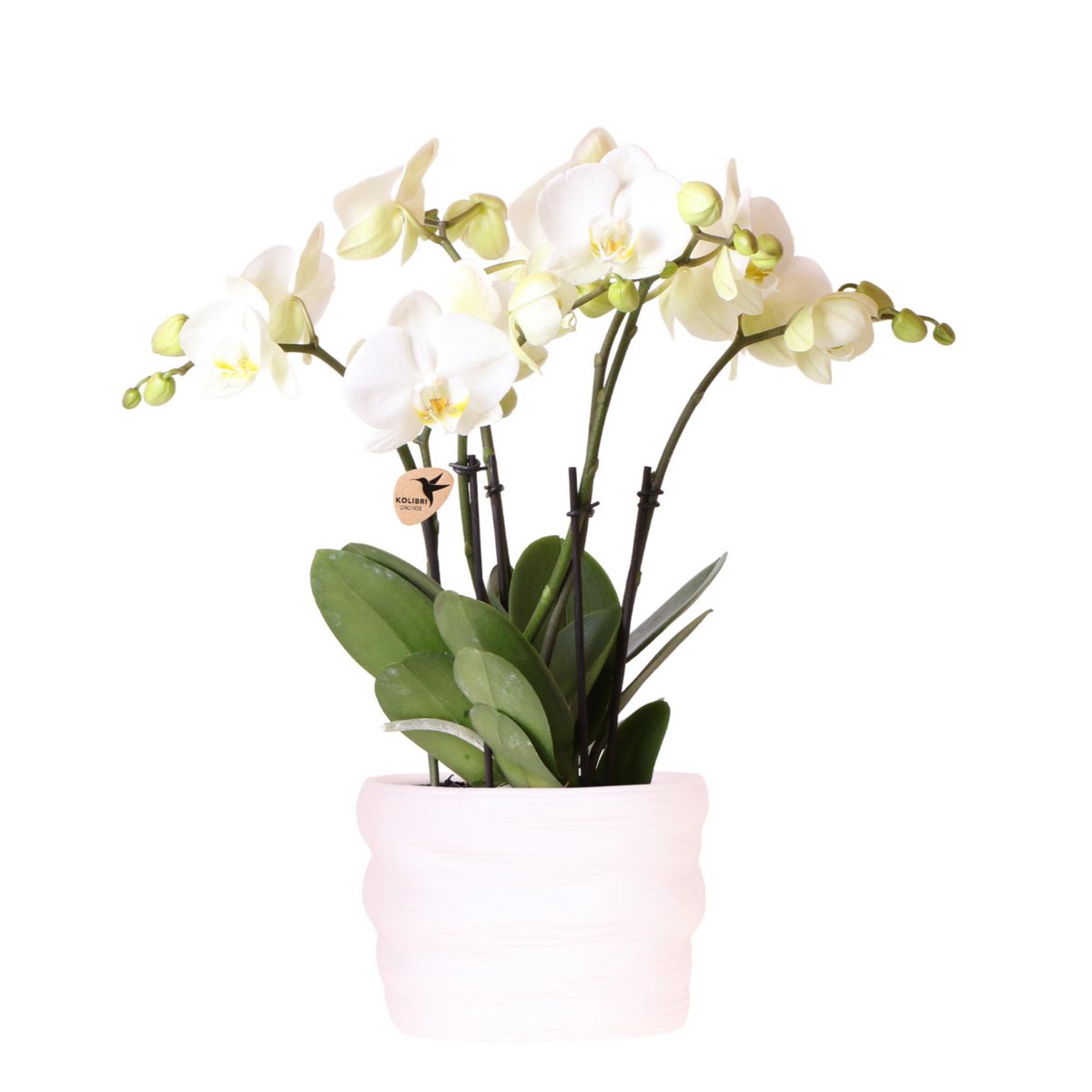 Witte Orchidee Ghent in Como pot met waterreservoir